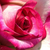 Różowo - biały - Róża wielkokwiatowa - Hybrid Tea - Hessenrose